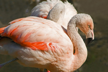flamingo