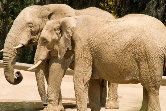 Fototapeta elephants