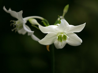 orchids