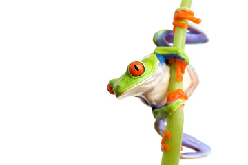 Naklejka premium frog climbing