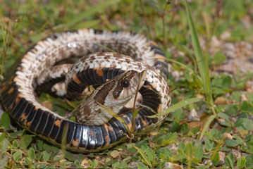 western hognose