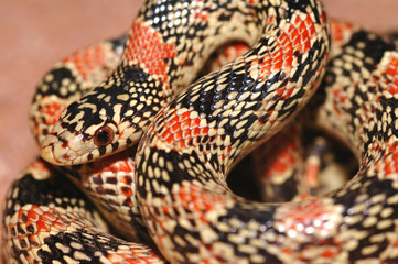 arizona longnose snake