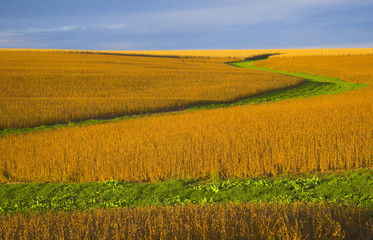 Fototapeta premium harvest time