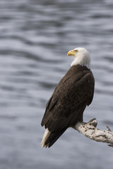 eagle looking left