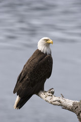 eagle looking right