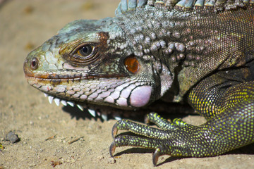 profile of iguana