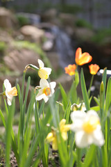 Fototapeta premium narcissuses and tulips