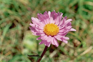 Obraz premium fleur alpine