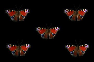 peacock butterflies
