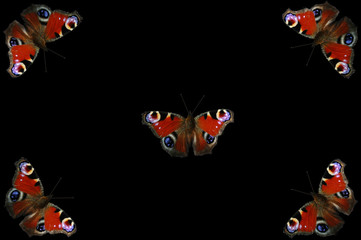 peacock butterflies