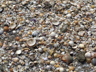 testura di conchiglie