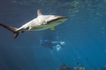 Obraz premium blktipshark