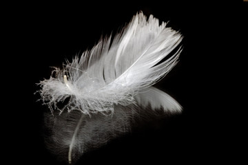 swan feather