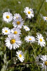 des pâquerettes sur l'herbe