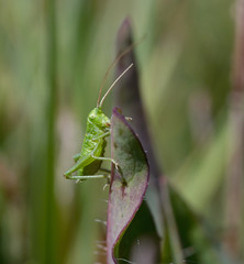 small grasshopper