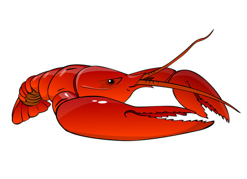 boiled  red lobster on a white background