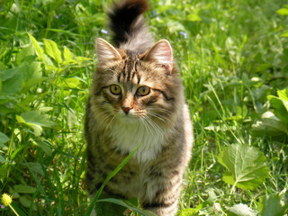 Naklejka na ściany i meble kot w zielonej trawie