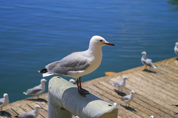 greyheaded gull