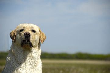 dog and field