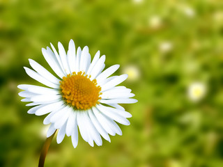 gänseblümchen © Makuba