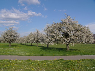 kirschbaumbl&uuml;te