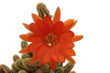 pragochamaecereus cv.