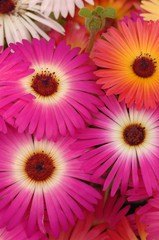 Fototapeta premium osteospermum flowers iii