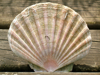 large seashell