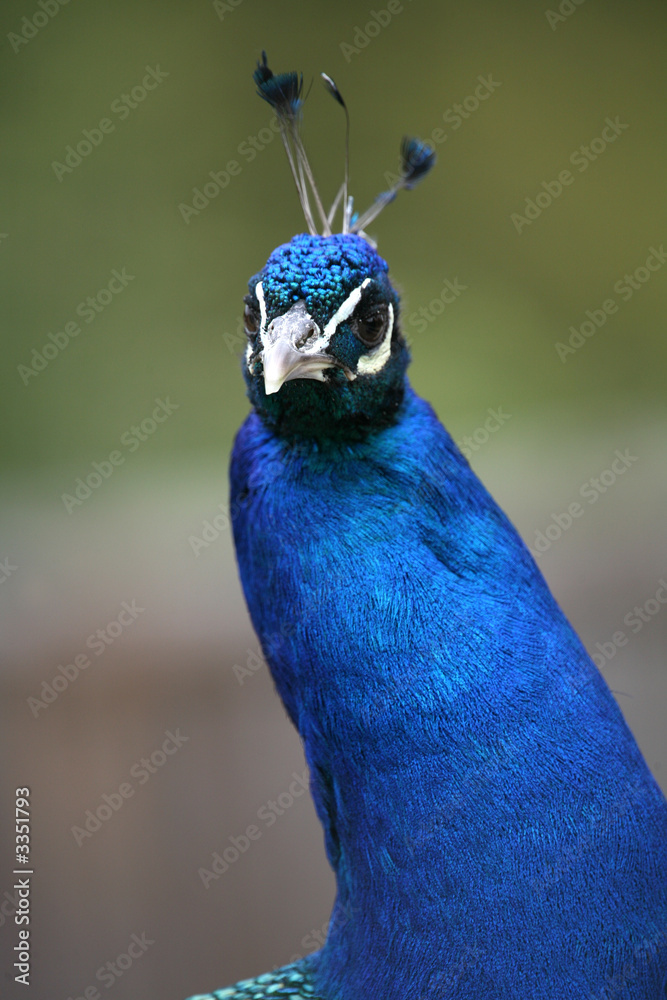 Poster blauer pfau