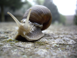 snail