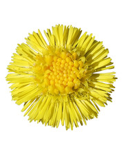 coltsfoot  on the white background