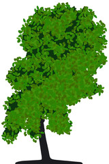 tree isolated