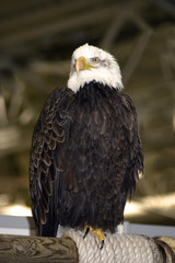 aigle royal