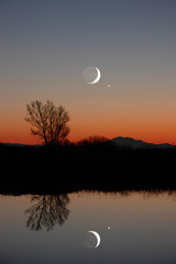 Obraz premium winter moon and lone tree