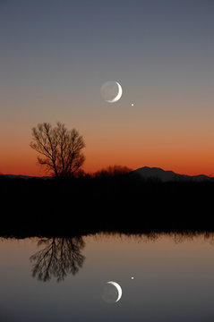 winter moon and lone tree