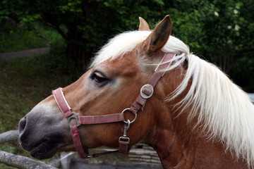 Obraz premium head of the brown horse