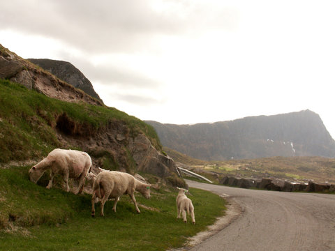 pecore in fuga