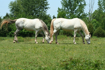 Obraz na płótnie Canvas two white horses