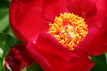 red peony flower