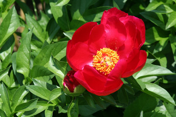 red peony flower