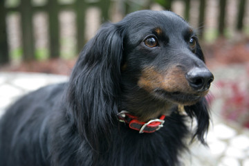 dachshund closeup portrait