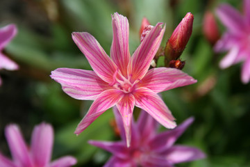 pink colored flower