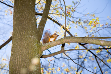 red squirrel