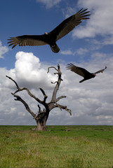 buzzards over hanging tree