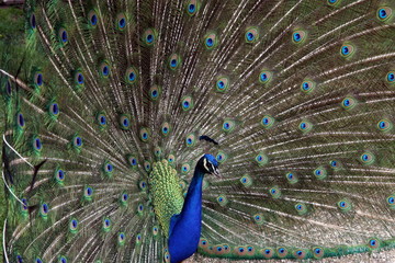 Naklejka premium peacock