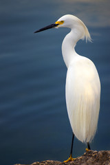 egret