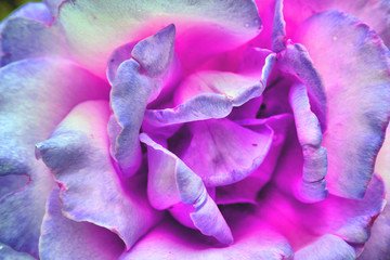 pink and purple rose