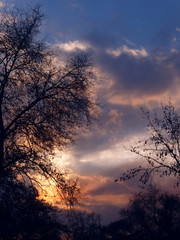 Fototapeta na wymiar trees and the sky