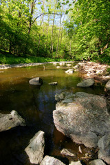 creek in the romantic spring forest