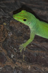 Naklejka na ściany i meble green gecko